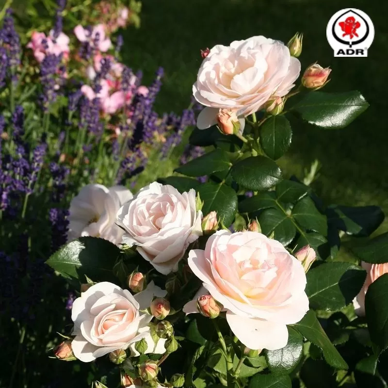 Rožė - Rosa SIRIUS ®