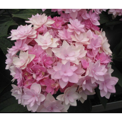 Darželinė hortenzija - Hydrangea macrophylla YOU & ME ROMANCE ®