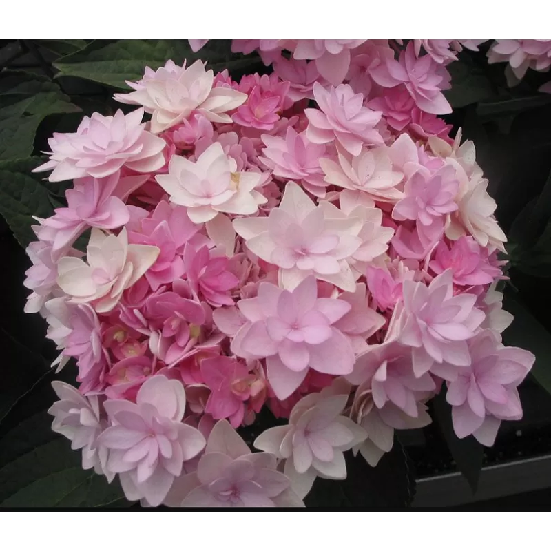 Hydrangea macrophylla YOU & ME ROMANCE ®