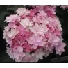 Hydrangea macrophylla YOU & ME ROMANCE ®