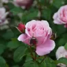 Rožė - Rosa SOEUR EMMANUELLE ® 2026 m