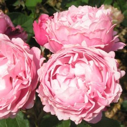 Rožė - Rosa SOEUR EMMANUELLE ®