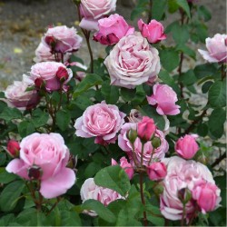 Rožė - Rosa SOEUR EMMANUELLE ®