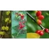 Spicebush - Lindera benzoin