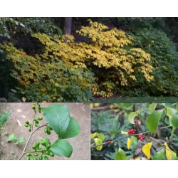 Spicebush - Lindera benzoin