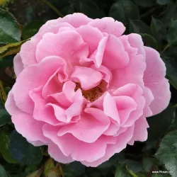 Rožė - Rosa SOMMERWIND ®