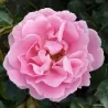 Rožė - Rosa SOMMERWIND ®