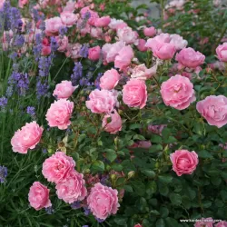 Rožė - Rosa SOMMERWIND ®