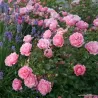 Rožė - Rosa SOMMERWIND ®