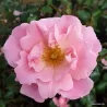 Rožė - Rosa SOMMERWIND ®