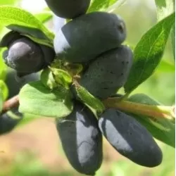 Valgomasis sausmedis - Lonicera caerulea kamtchatica WOLOSZEBNICA