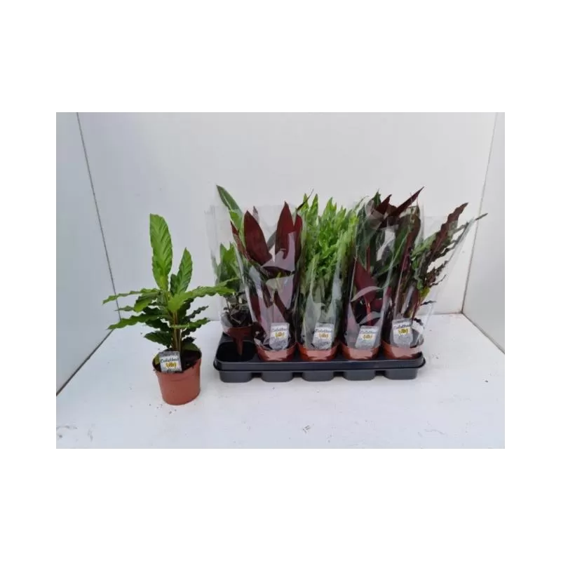 Kalatėjos, stromantės, ktenantės ir marantos - Calathea mix