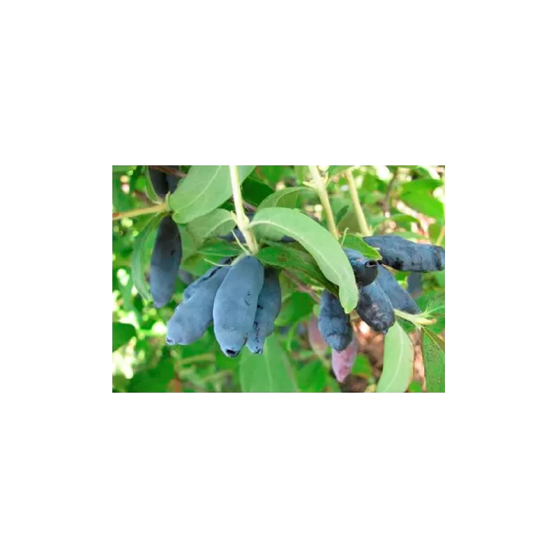 Valgomasis sausmedis - Lonicera kamtschatica TROE DRUZEJ