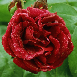 Rožių sodinukai internetu  -  Souvenir du Dr. Jamain