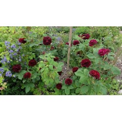 Rožių sodinukai internetu  -  Souvenir du Dr. Jamain