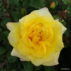 Rožė - Rosa STERNTALER ®
