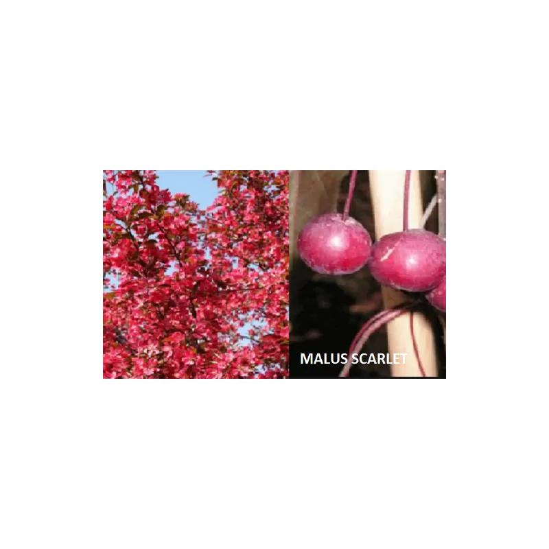 Crab Apple Tree - Malus toringo SCARLETT