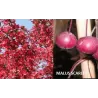 Crab Apple Tree - Malus toringo SCARLETT