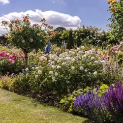 Rosa SUSAN WILLIAMS ELLIS ®