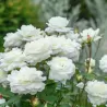 Rožė - Rosa SUSAN WILLIAMS ELLIS ®