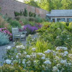 Rosa SUSAN WILLIAMS ELLIS ®