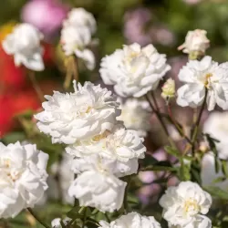 Rožė - Rosa SUSAN WILLIAMS ELLIS ®