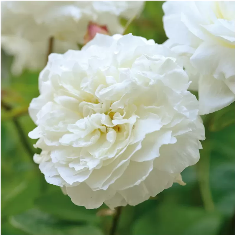 Rosa SUSAN WILLIAMS ELLIS ®