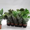Kalatėjos, stromantės, ktenantės ir marantos - Calathea mix