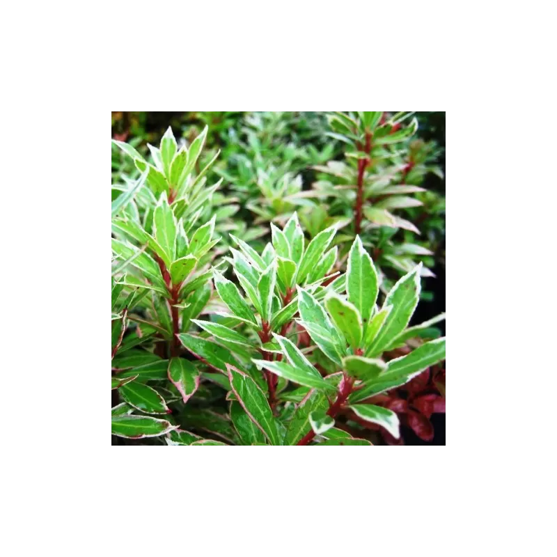 Pieris japonica Little Heath VARIEGATA