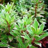 Japoninis bereinutis - Pieris japonica Little Heath VARIEGATA