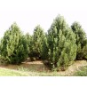 Baltažievė pušis - Pinus heldreichii var. leucodermis
