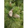 Pinus heldreichii var. leucodermis
