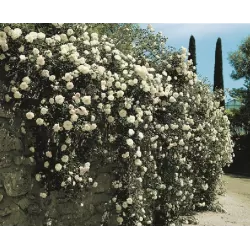 Rožių krūmai internetu su pristatymu į namus