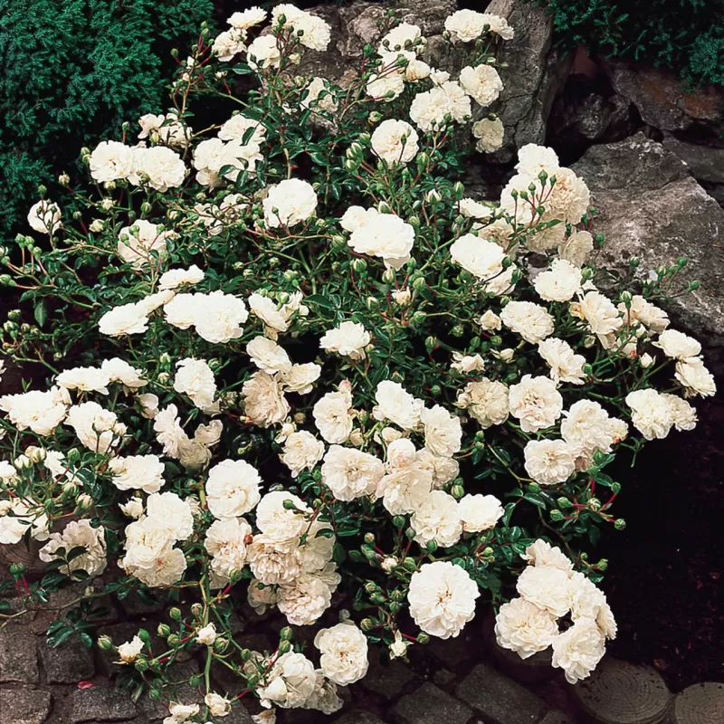 Rožė - Rosa SWANY ® Rožė - Rosa SWANY ®