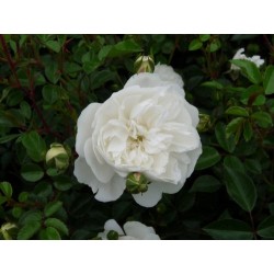 Rožė - Rosa SWANY ®