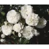 Rožė - Rosa SWANY ®