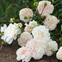 Rožė - Rosa SWANY ®