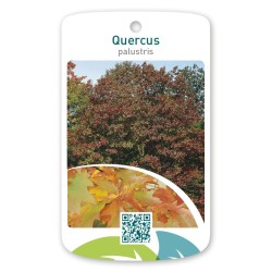 Pelkinis ąžuolas - Quercus palustris