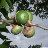 Pelkinis ąžuolas - Quercus palustris