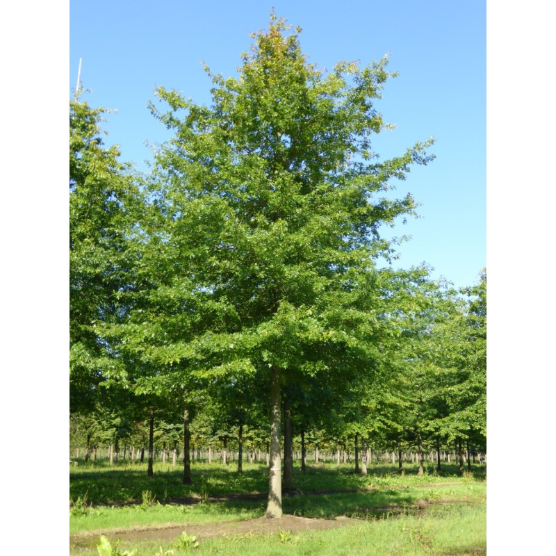 Pelkinis ąžuolas - Quercus palustris