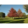 Pelkinis ąžuolas - Quercus palustris