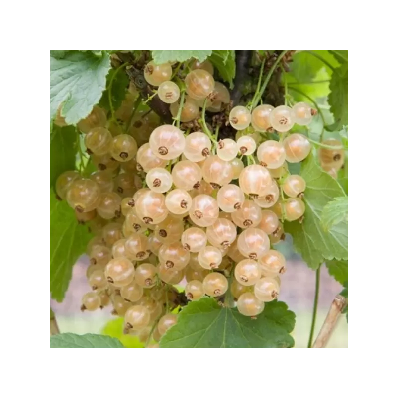Baltieji serbentai - Ribes rubrum Blanka