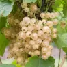 Baltieji serbentai - Ribes rubrum Blanka