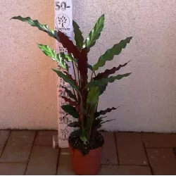 Kalatėjos, stromantės, ktenantės ir marantos - Calathea mix