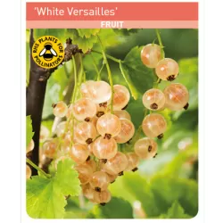 Baltieji serbentai - Ribes rubrum Blanka