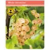 Baltieji serbentai - Ribes rubrum Blanka