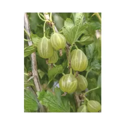 Gooseberry - Ribes uva-crispa KARLIN