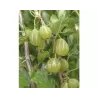 Gooseberry - Ribes uva-crispa KARLIN