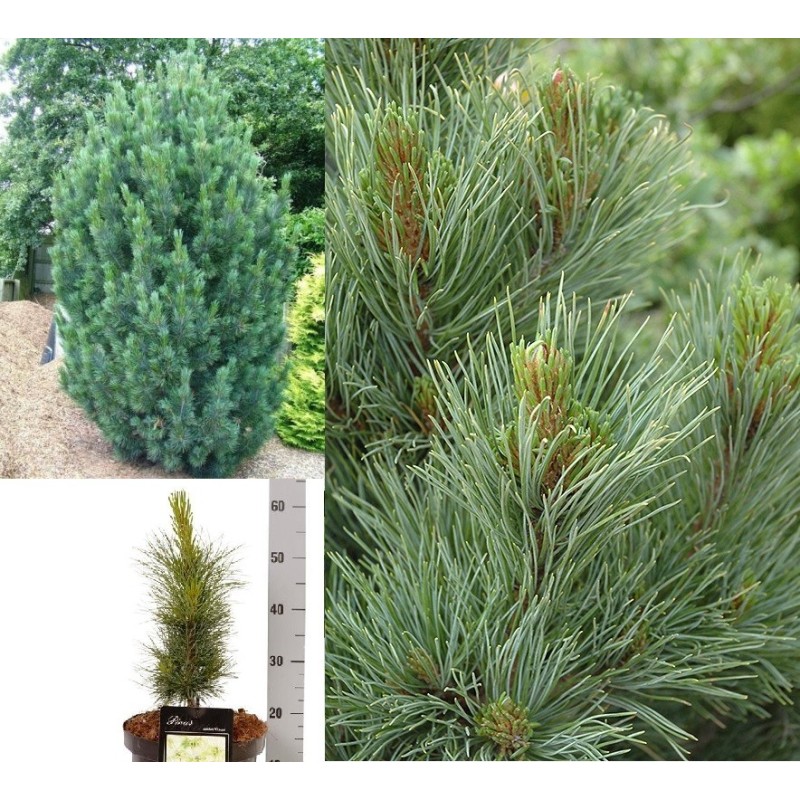 Kedrinė pušis (skiepyta melsvaspyglė) - Pinus cembra GLAUCA