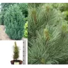 Kedrinė pušis GLAUCA - Pinus cembra 'Glauca' P14 15-20 CM